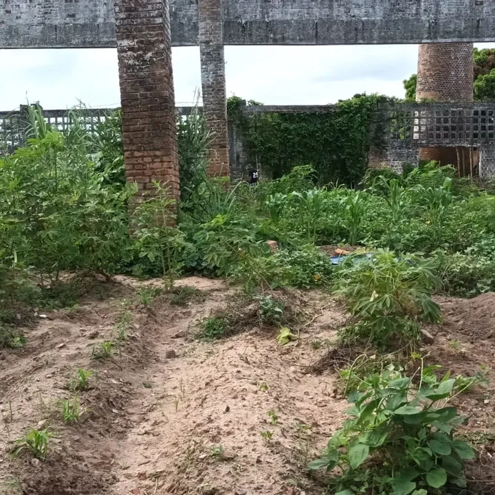Canteiro de horta comunitária ao ar livre.